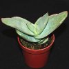 Aloe striata-art280